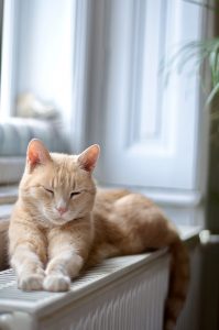 orange-cat-on-radiator